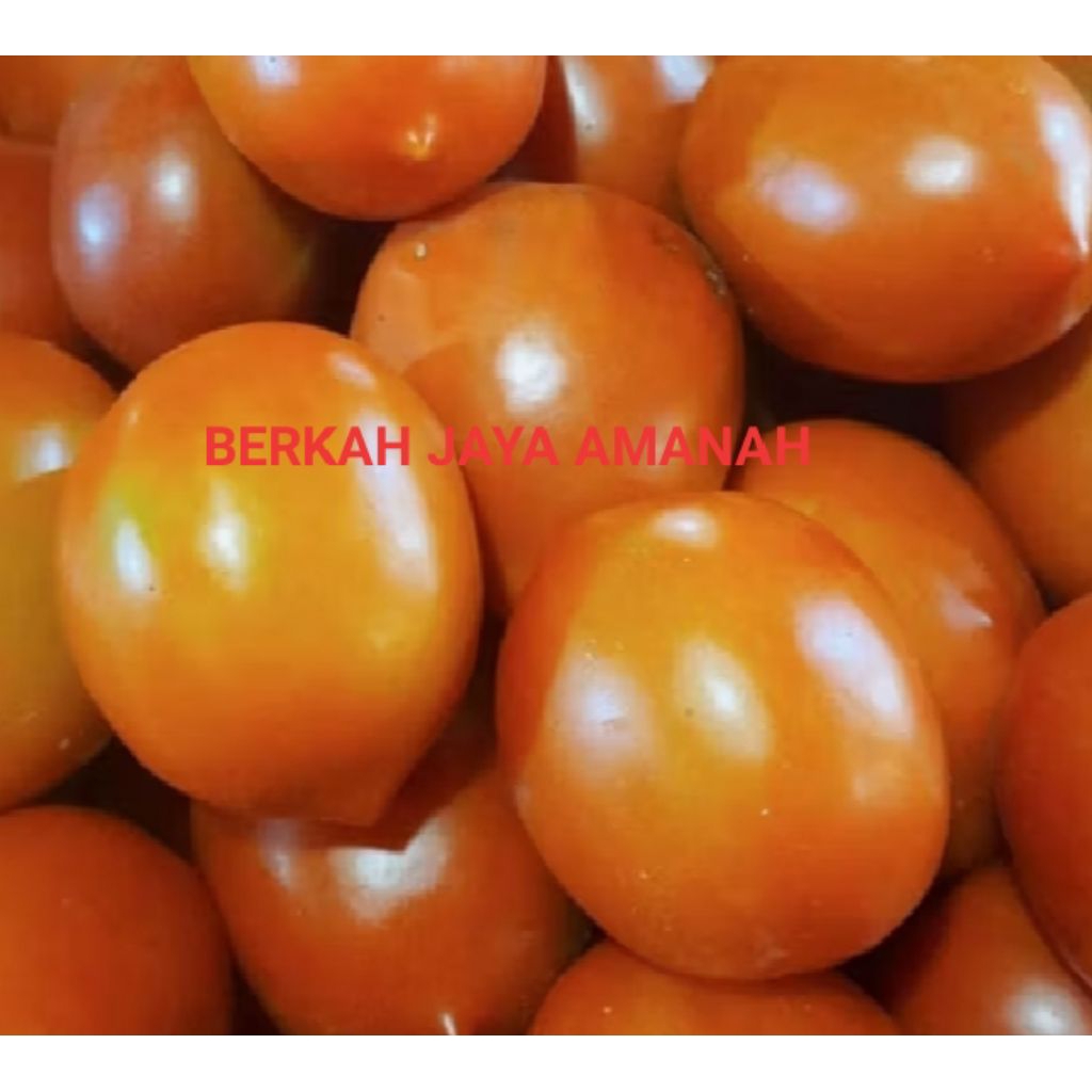Tomat jumbo segar per biji