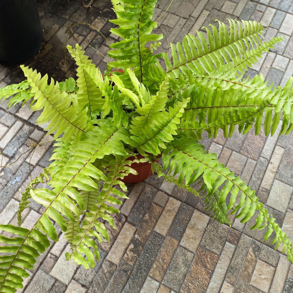 Tanaman Pakis Varigata/Pakis Boston Golden Varigata/Tiger Fern Varigata