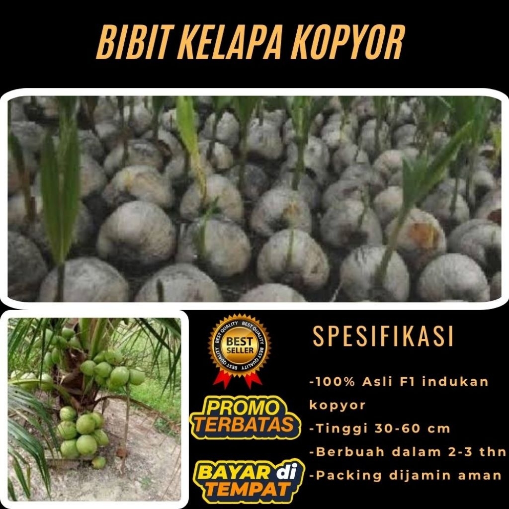 DIJAMIN ASLI  Pohon Kelapa Kopyor Kultur Jaringan