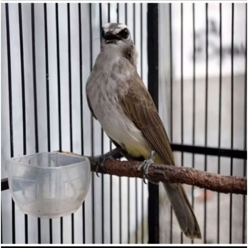 trucuk body big jatim pilihan mulus