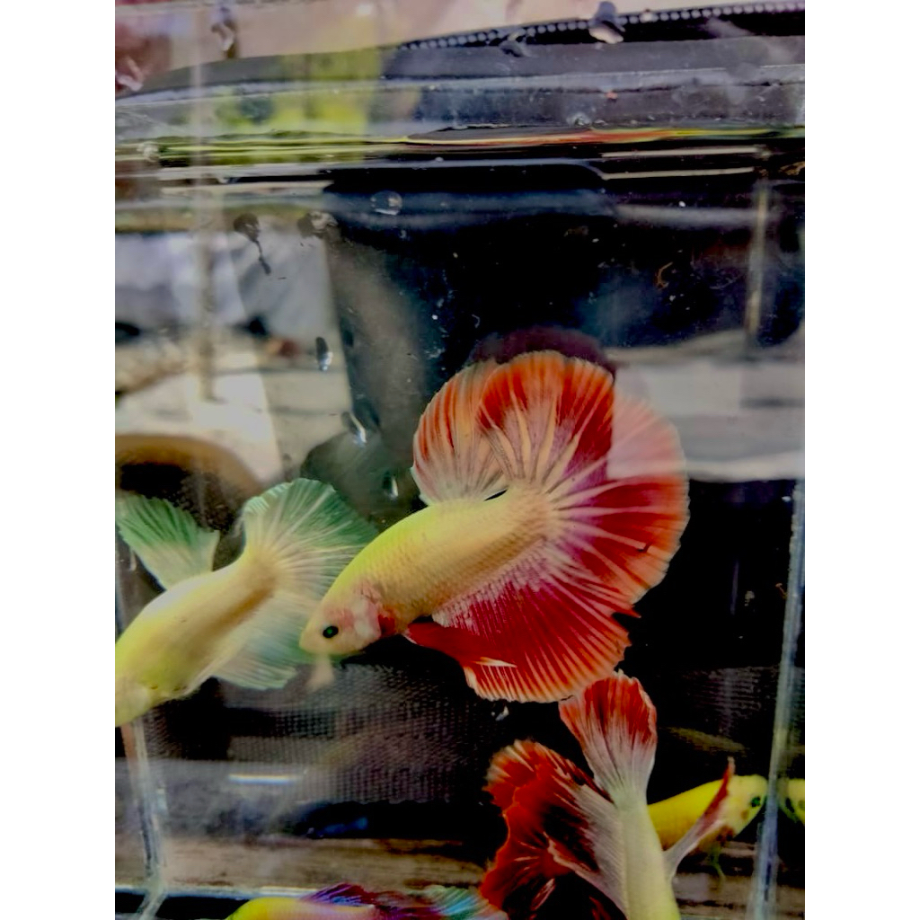 CUPANG HM (Halfmoon) Neon Combi Size M++L