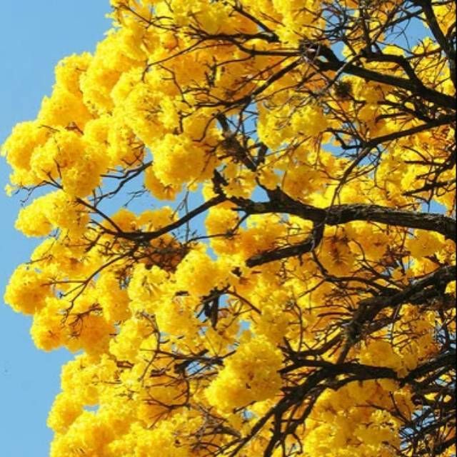 Biji benih tabebuya kuning-bibit biji tabebuya kuning