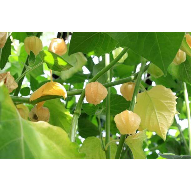 Biji Bibit BUTIR BENIH CIPLUKAN KUNING JUMBO IMPORT