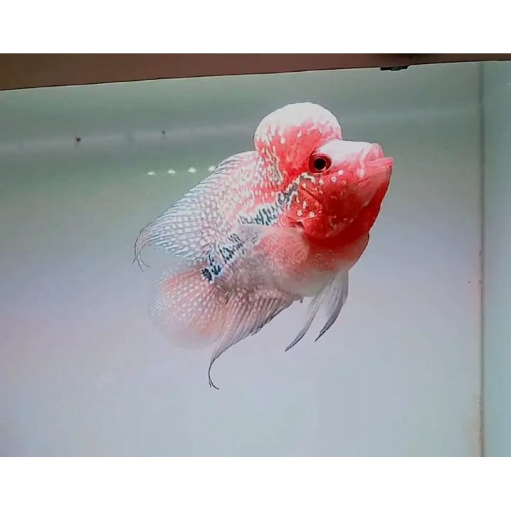 Hiasan akuarium louhan cilnong di jamin jenong akuarium