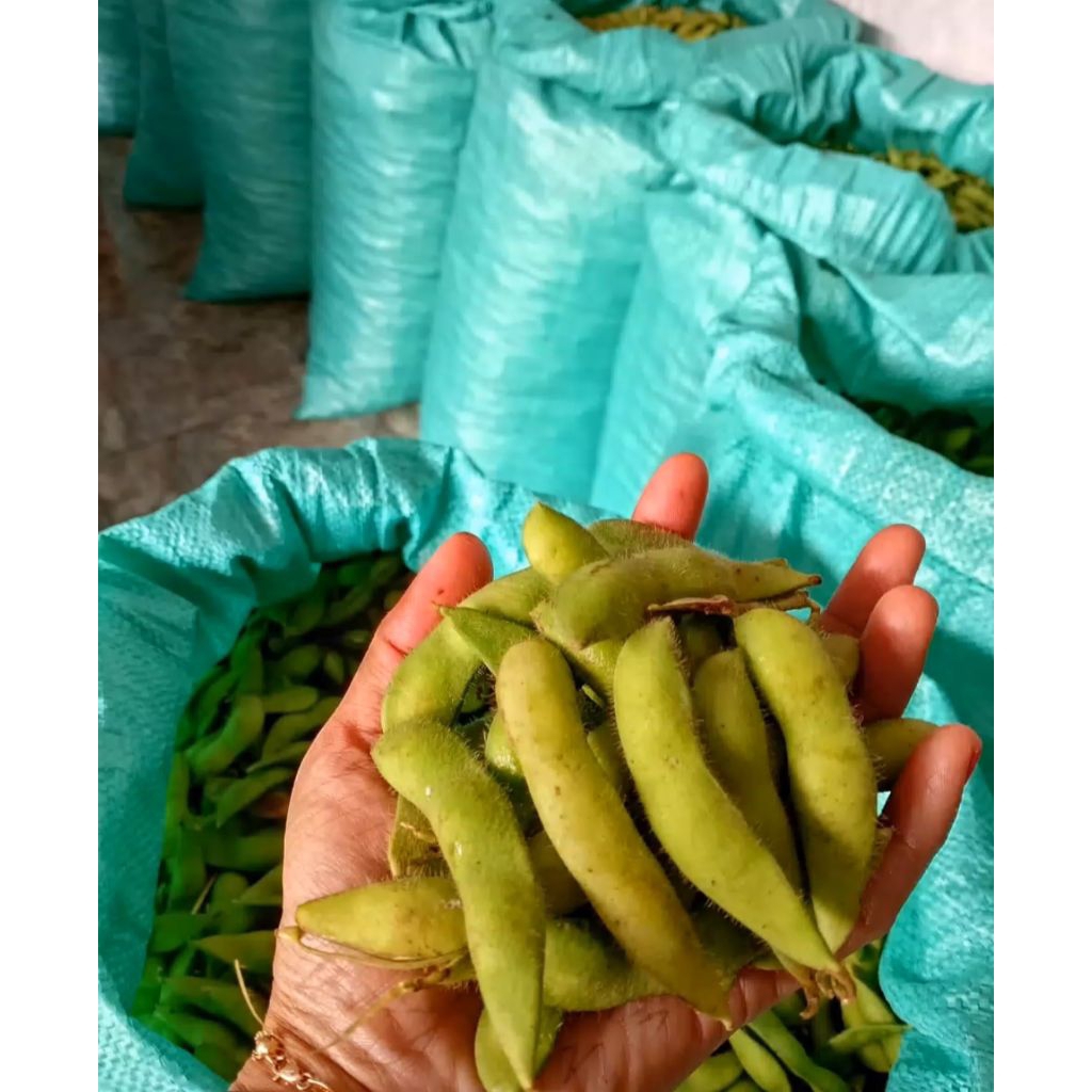 Edamame / Kedelai Jumbo / Kacang Kedelai