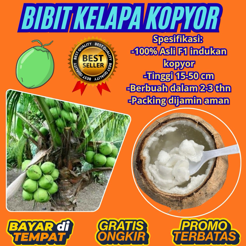 PROMO  Bibit Kelapa Kopyor, Bibit Kelapa Kopyor Asli, Bibit Kelapa Kopyor Bersertifikat