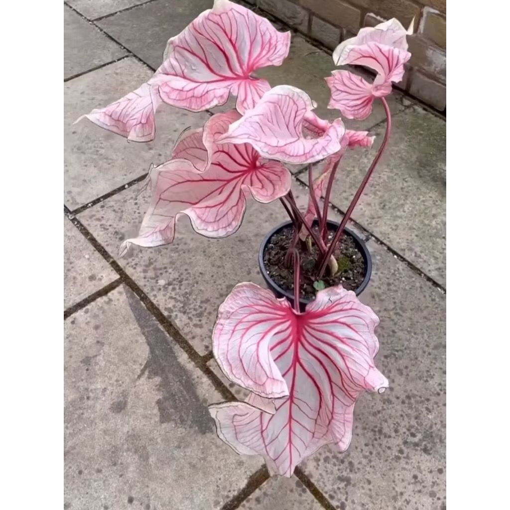 Bibit Bonggol Umbi Caladium Thailand Pink, Benih Keladi Thailand Cantik