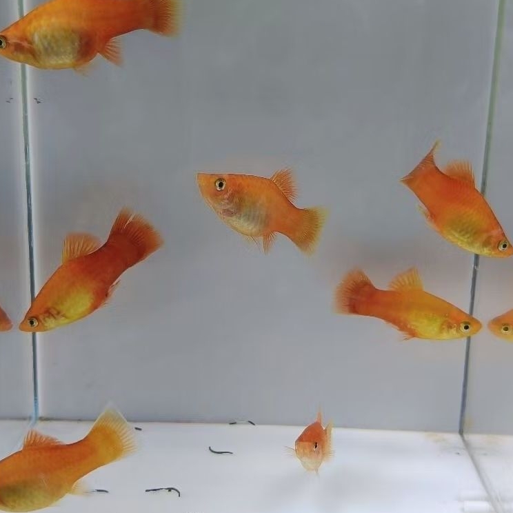 Siap Breeding Platy Sunrise Remaja