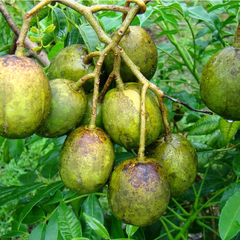 Kedondong Mini Tanpa Biji Segar 500 Gram