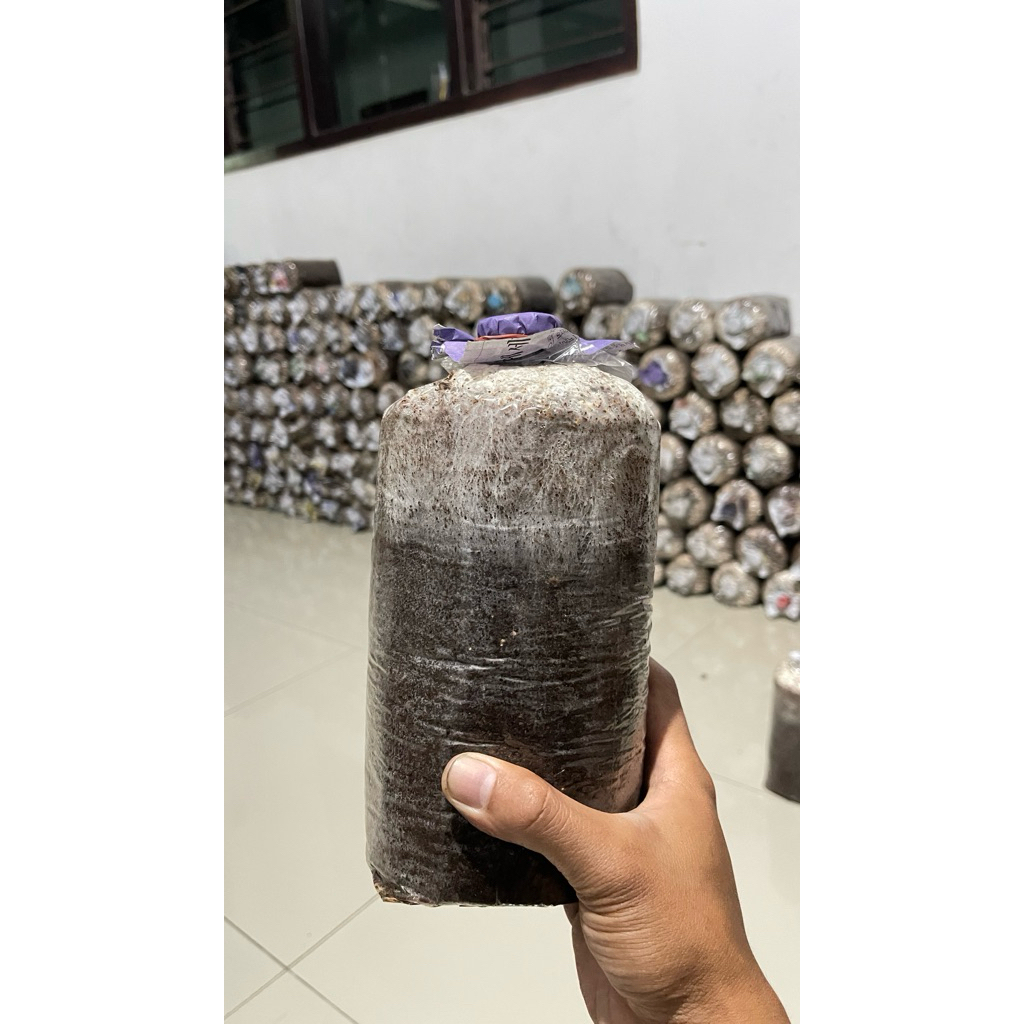 Baglog jamur tiram putih/bibit jamur tiram f3/benih jamur