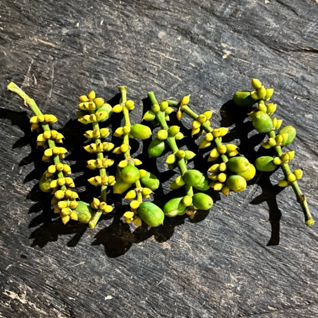 prentul uceng melinjo