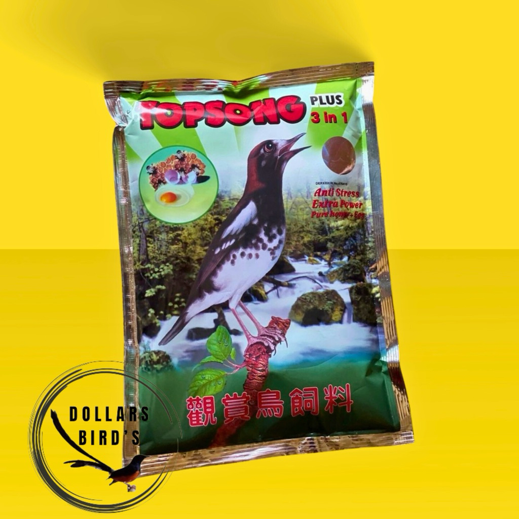 TOP SONG RUMPUT LAUT