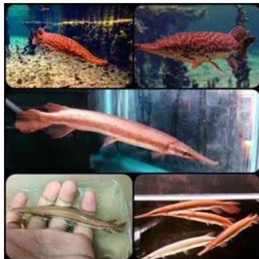 FLORIDA RED GAR UKURAN 12-13 CM