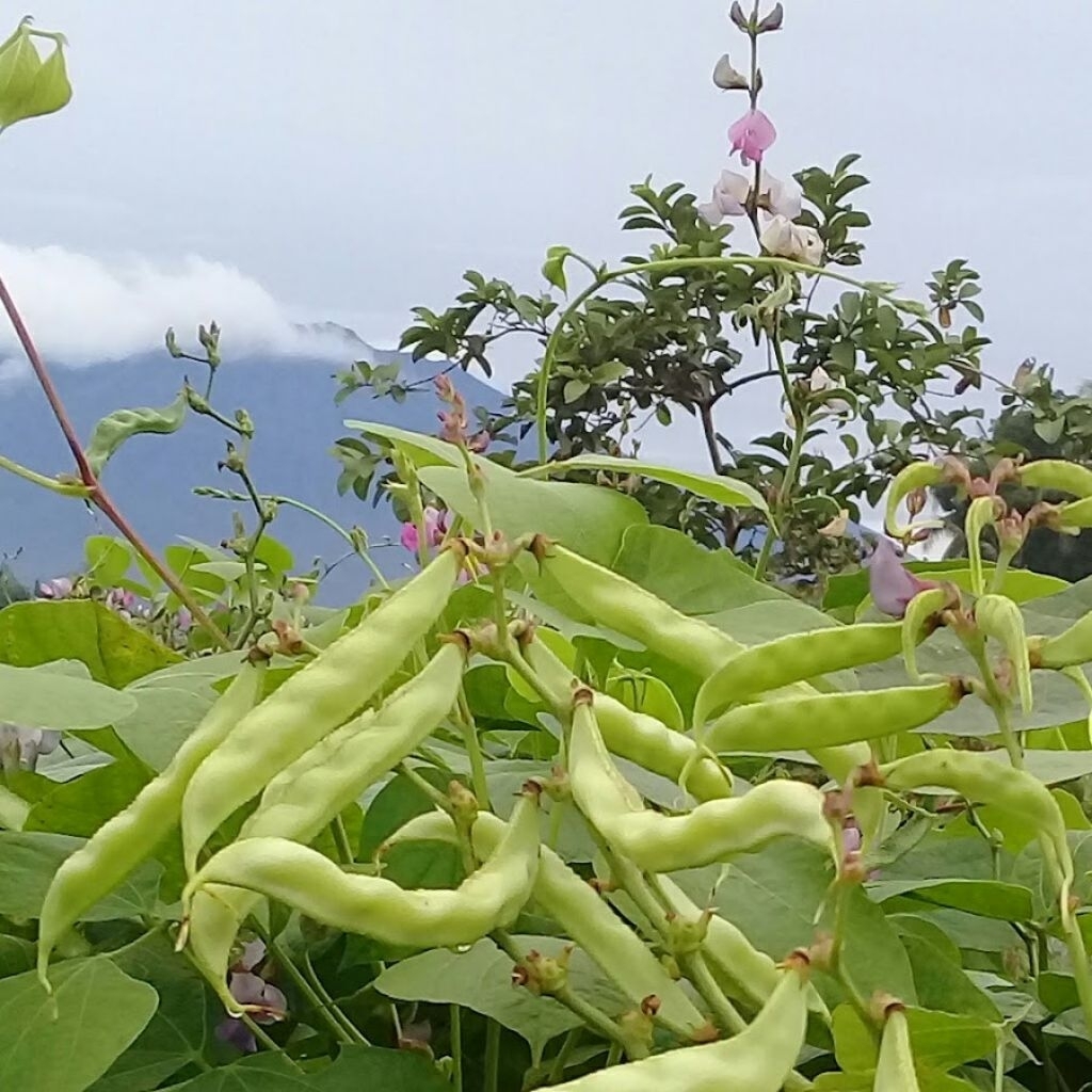 5 biji benih koro uceng hijau siap semai untuk sayur...(isi 5 butir)