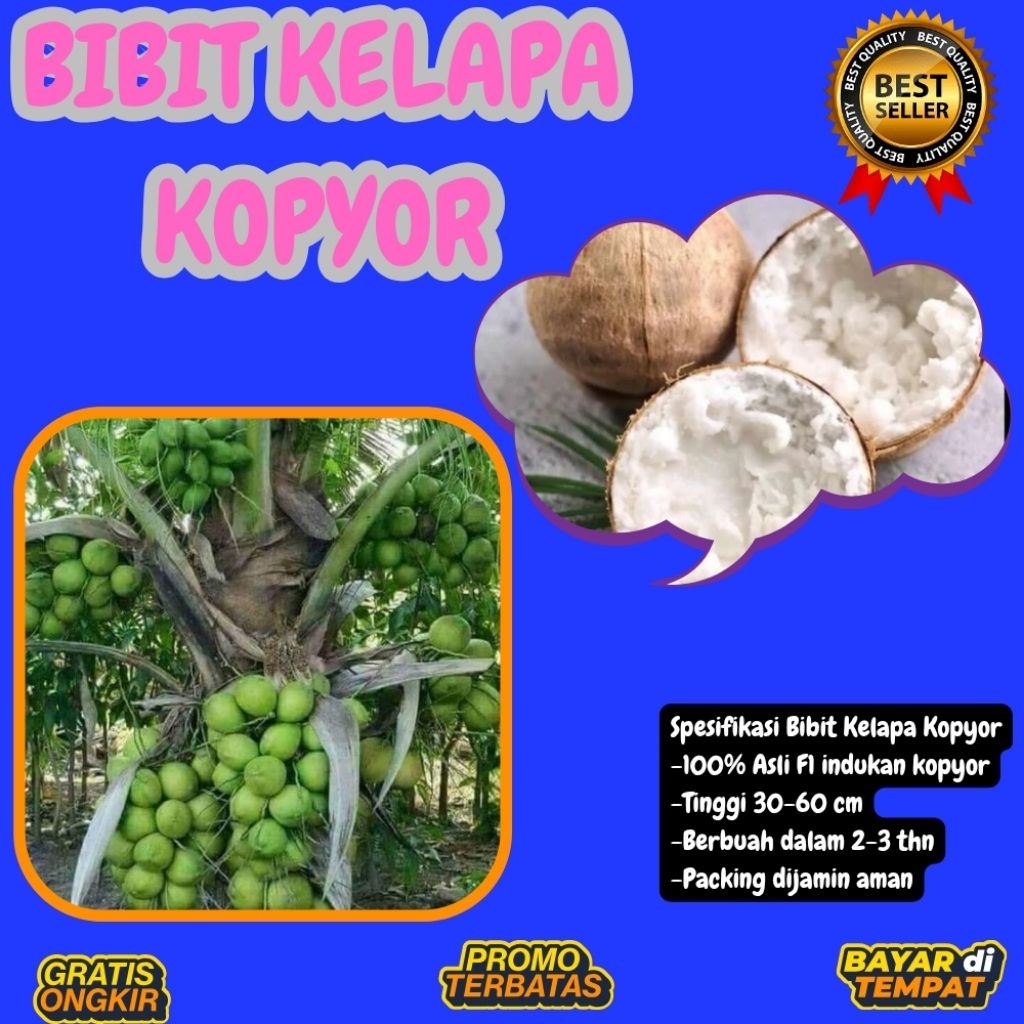 DIJAMIN ASLI  Pohon Kelapa Kopyor Kultur Jaringan, Pohon Kelapa Kopyor Madu