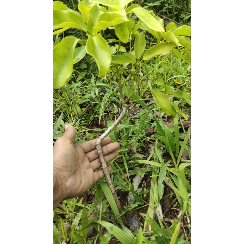 bibit tanaman Tlogosari realpic sesuai gambar