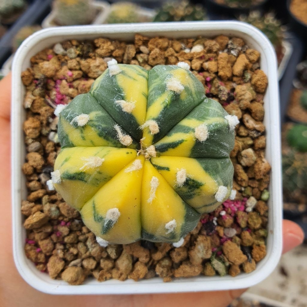 Astrophytum asterias variegata Kaktus Astro var