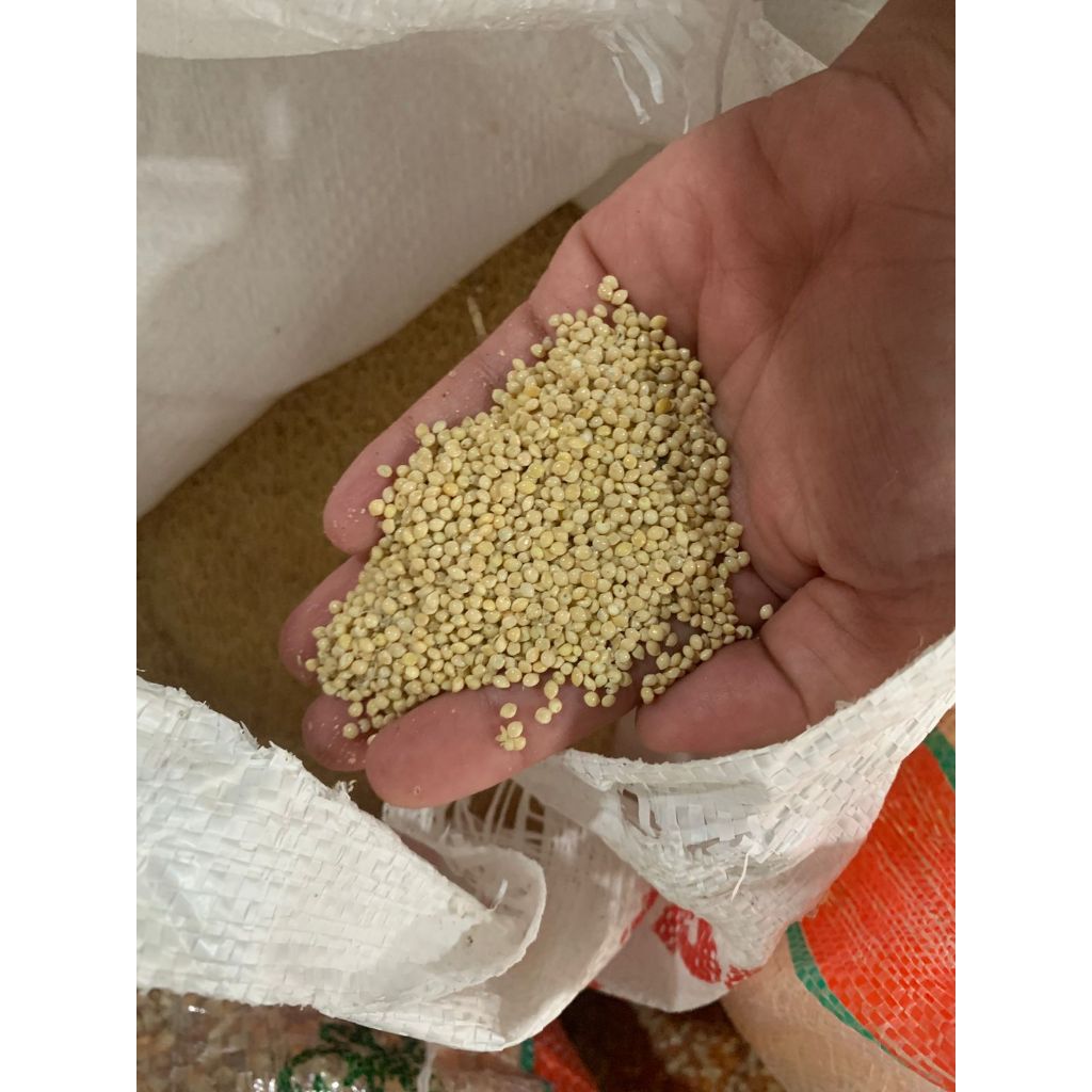 MILLET PUTIH/MAKANAN BURUNG/MILLED/MILLED PUTIH 1 KG