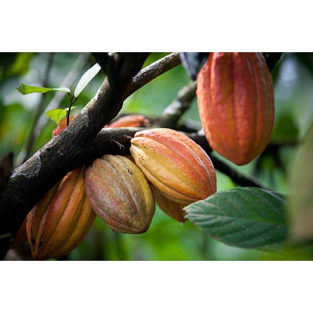 Biji Bibit BIBIT benih biji coklat kakao unggul