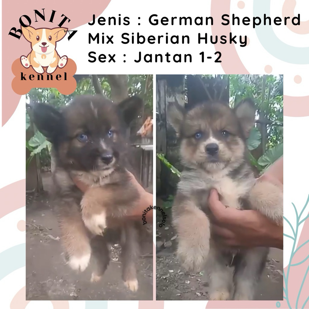 German Shepherd Mix Siberian Husky Anjing Herder Husky Jantan Betina