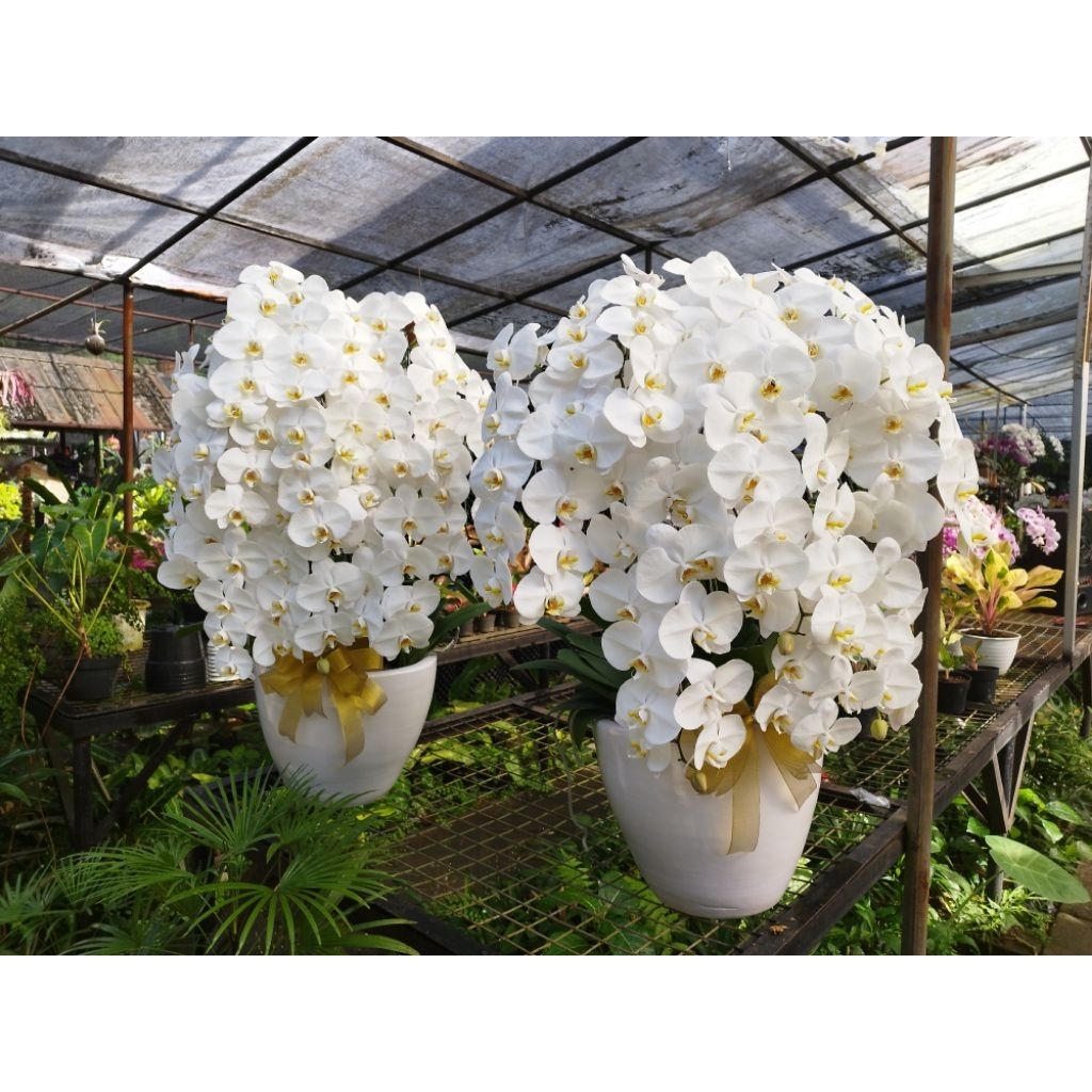 Kado Anggrek Bulan bunga hidup