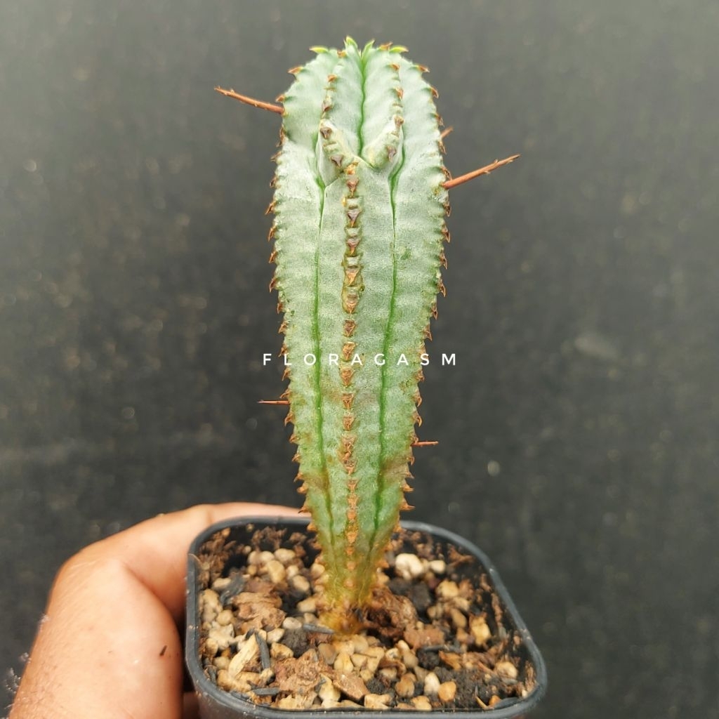 Euphorbia horrida var. Noorsveldensis