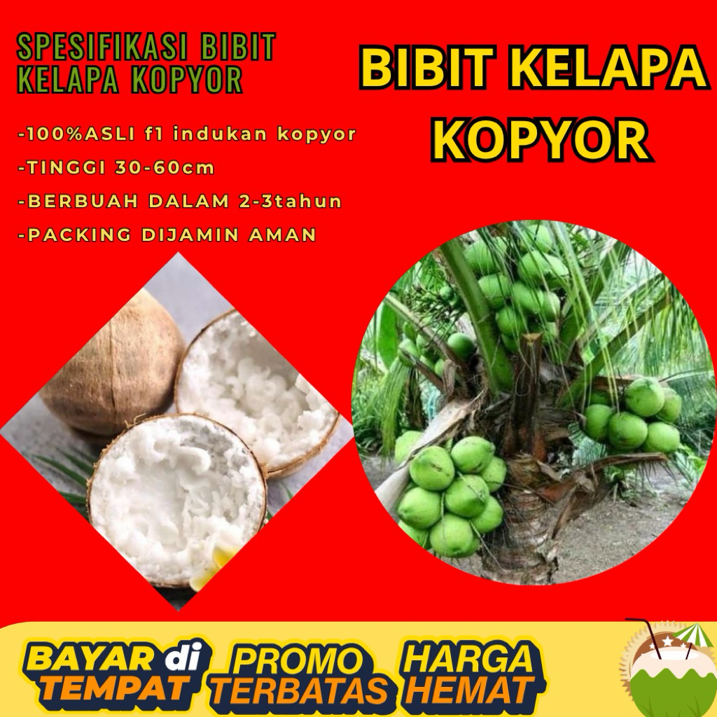 100 % ASLI  Pohon Kelapa Kopyor, Pohon Kelapa Kopyor Asli, Pohon Kelapa Kopyor Bersertifikat