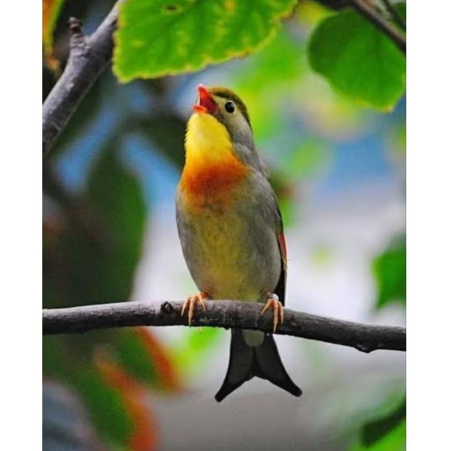 BURUNG ROBIN JANTAN SUDAH BUNYI