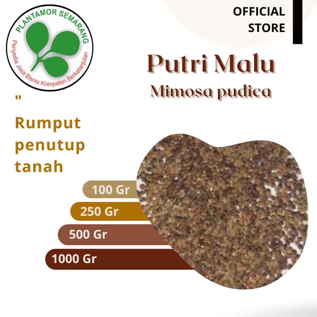 Biji Putri Malu (Mimosa pudica) / Rumput Penutup Tanah