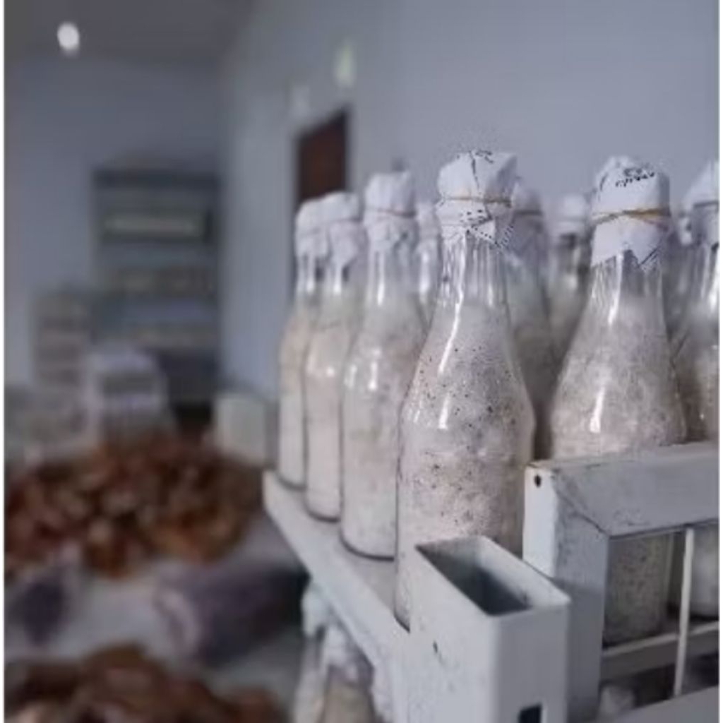 Bibit jamur tiram putih F1