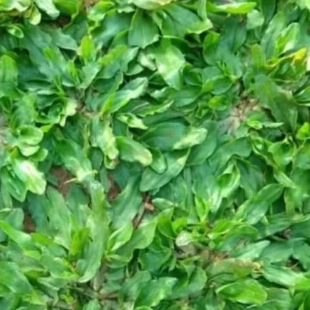 rumput gajah mini 1 meter