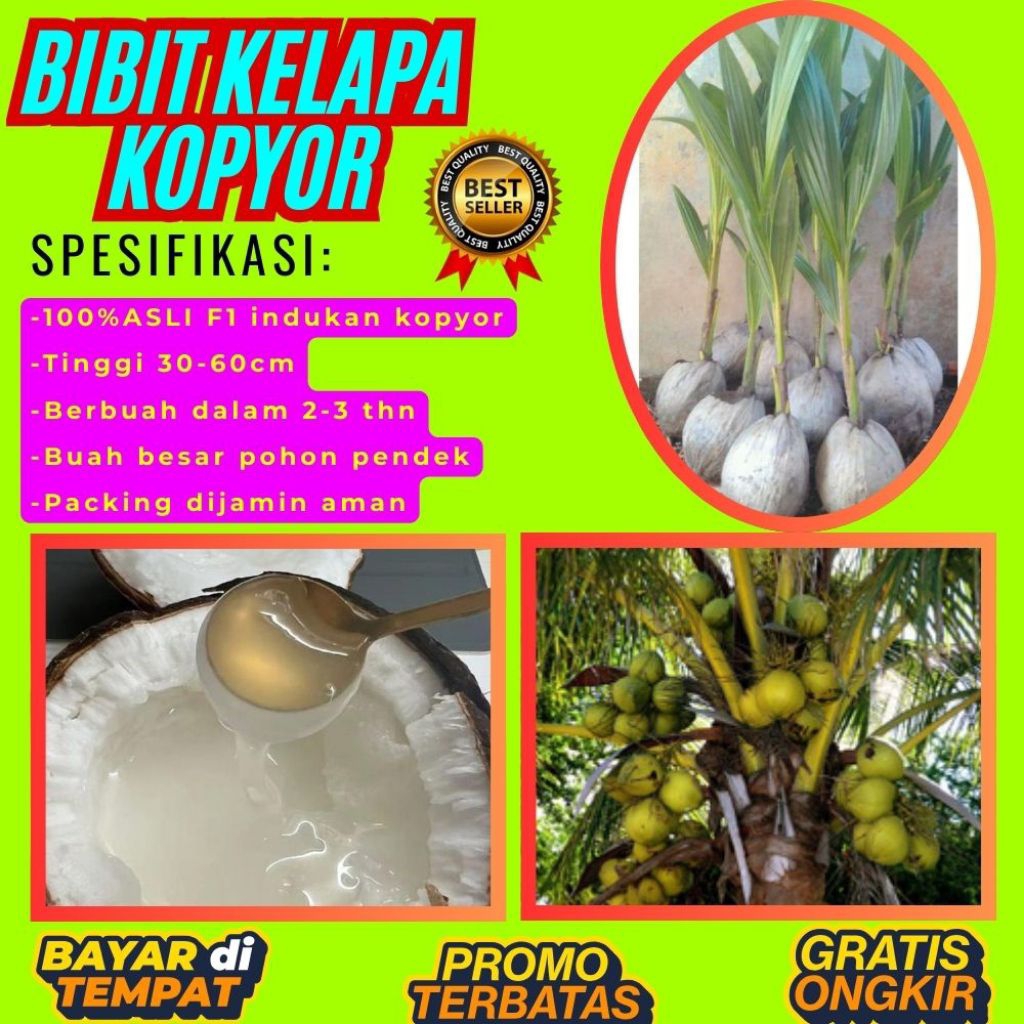 TERPERCAYA  Bibit Kelapa Kopyor Trubus