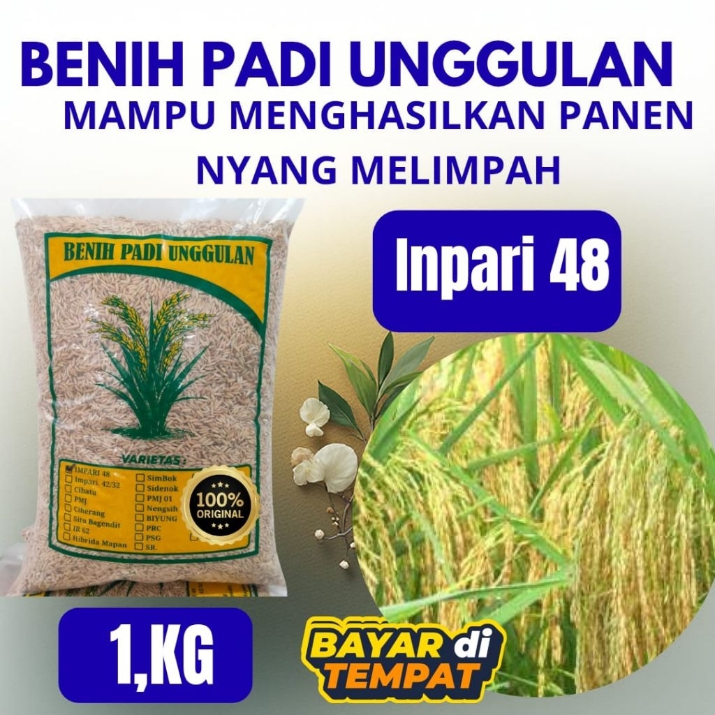 benih padi unggulan super Inpari 48 kemasan 1kg