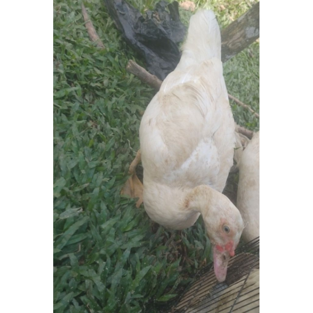 entok jumbo lokal (baca deskripsi)