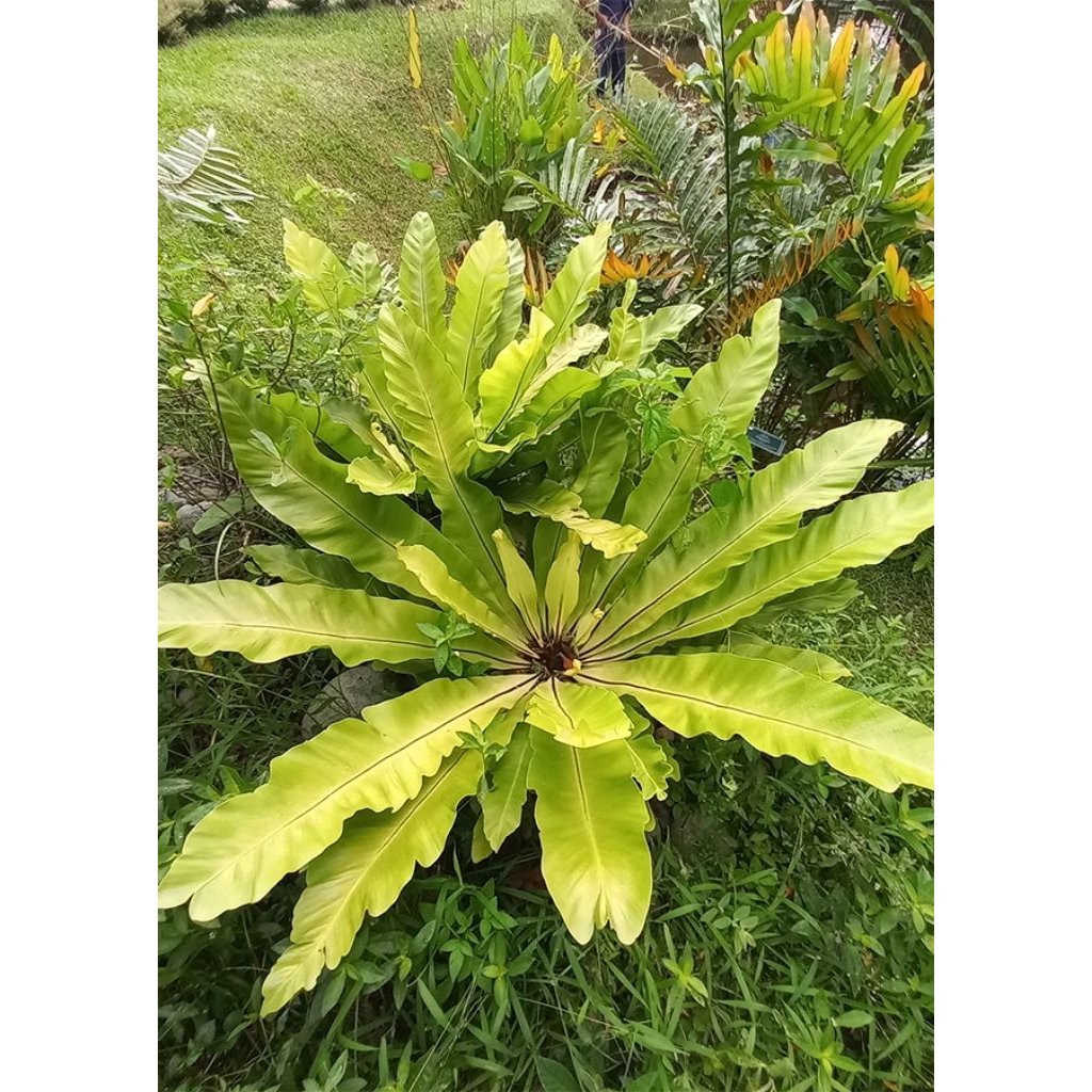 kadaka lokal tanaman hias,kadaka tempel kadaka jumbo