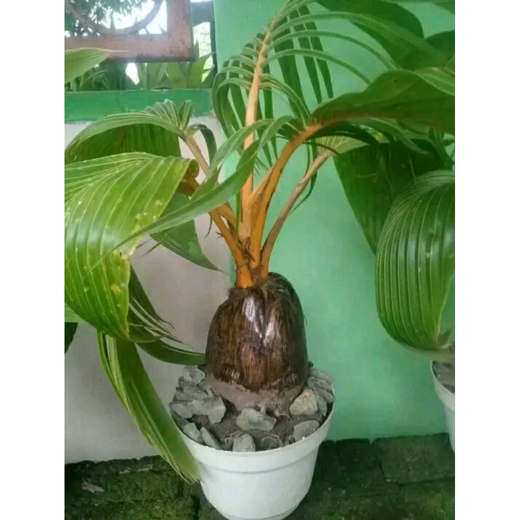 Bonsai Kelapa BM Gading Eksotic Hiasan Untuk Menyerap Racun Di Udara dan Penyeteril Udara Menjadi Se
