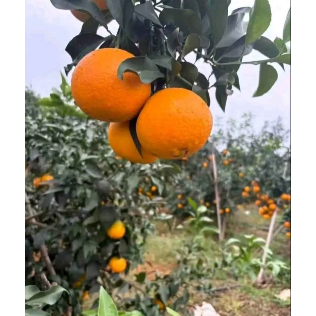 Bibit jeruk santang madu okulasi