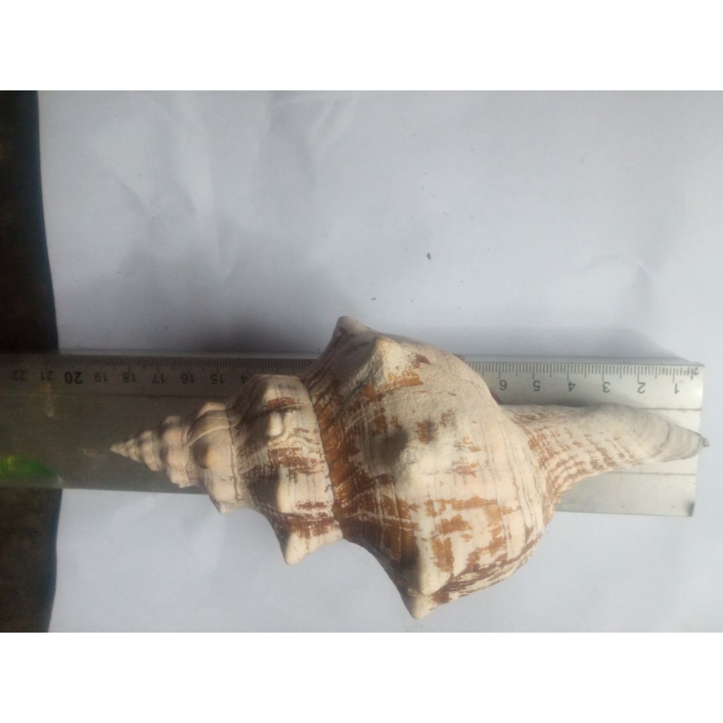 cangkang keong trapesium UK besar / L