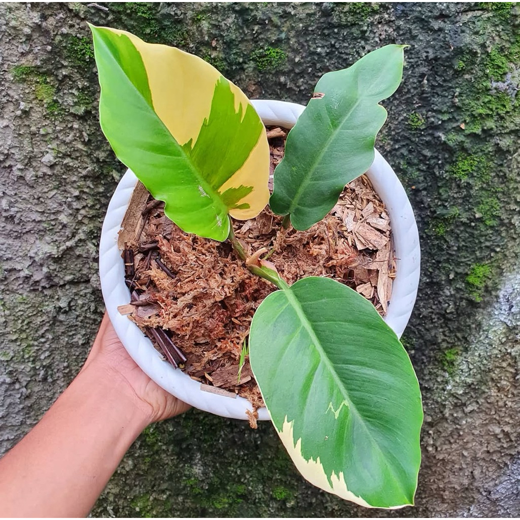 Philodendron green saw varigata