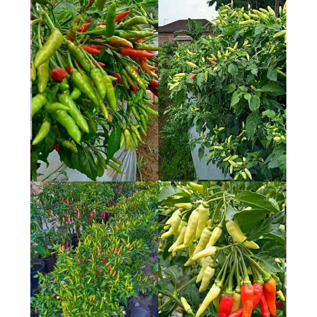 Bibit pohon cabe rawit putih - rawit setan