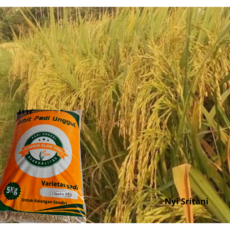 benih bibit padi Cibatu 08 kemasan 5Kg original