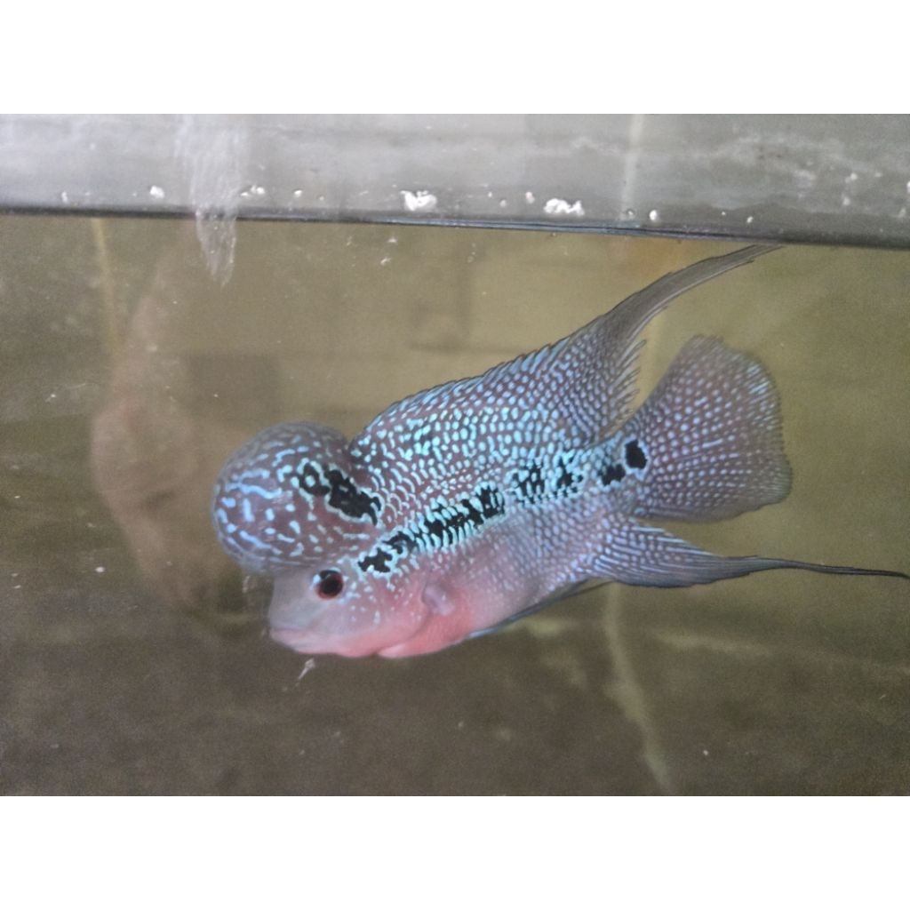 Louhan Srd Bonsai super short body khusus gojek