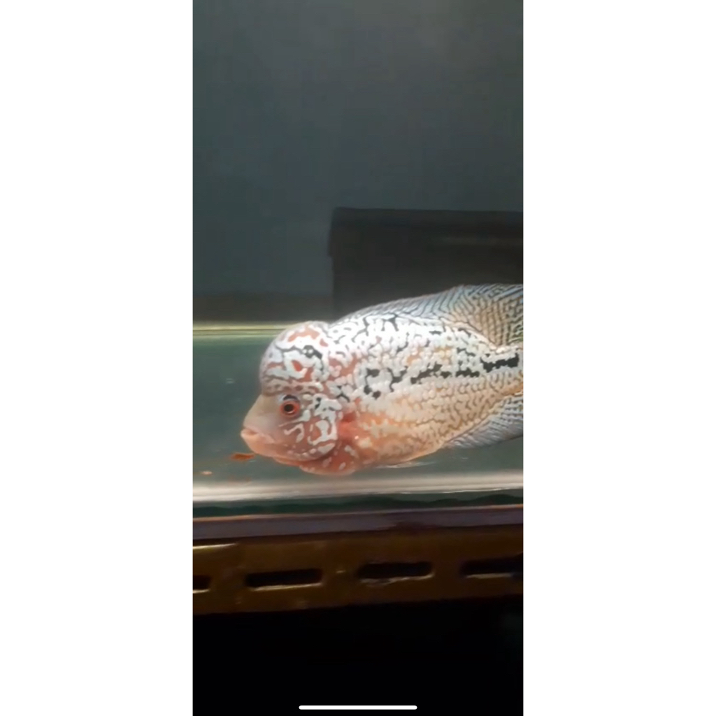 sepasang jodoh louhan F2 ori thailand