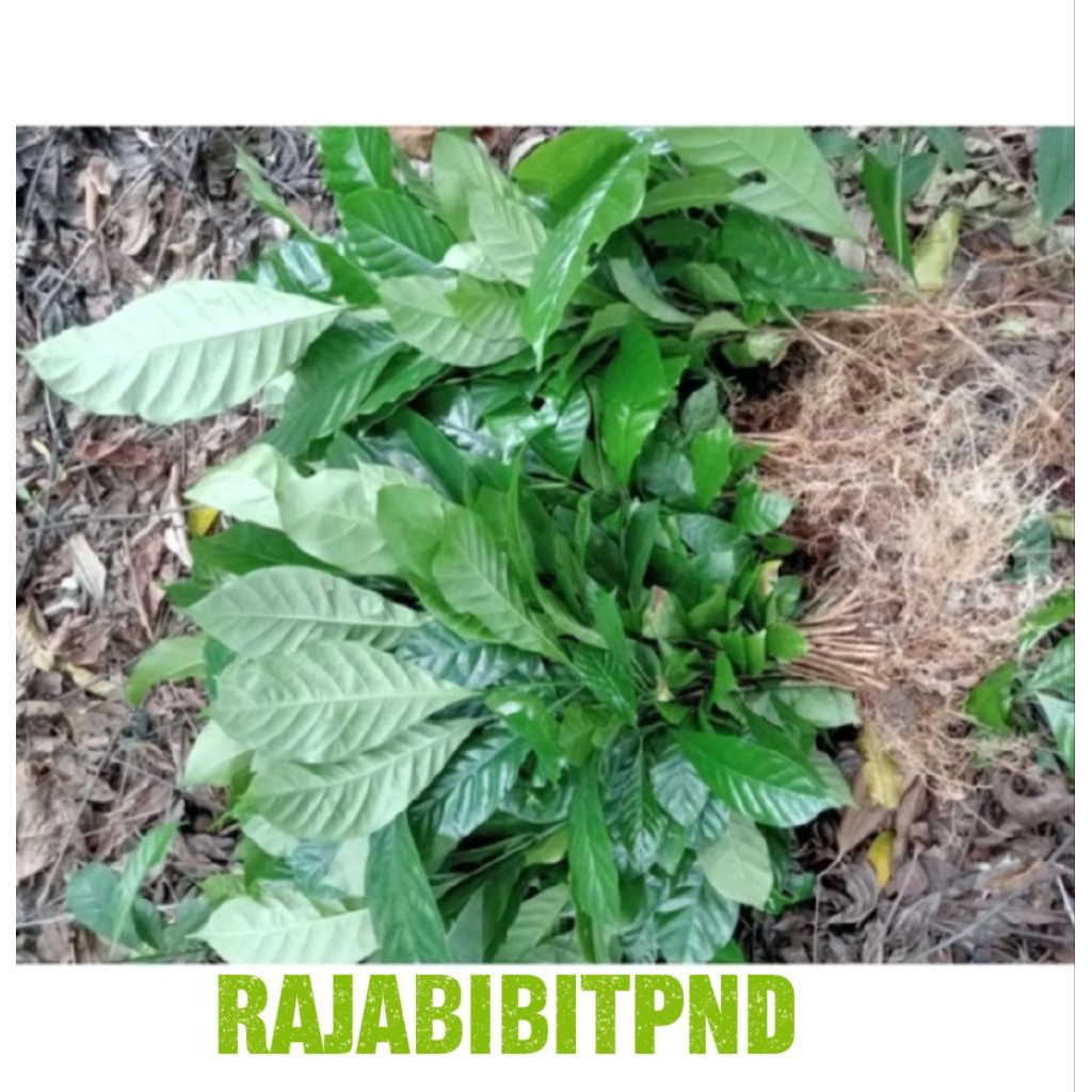500 Batang bibit kopi Robusta klon Bagio pilihan