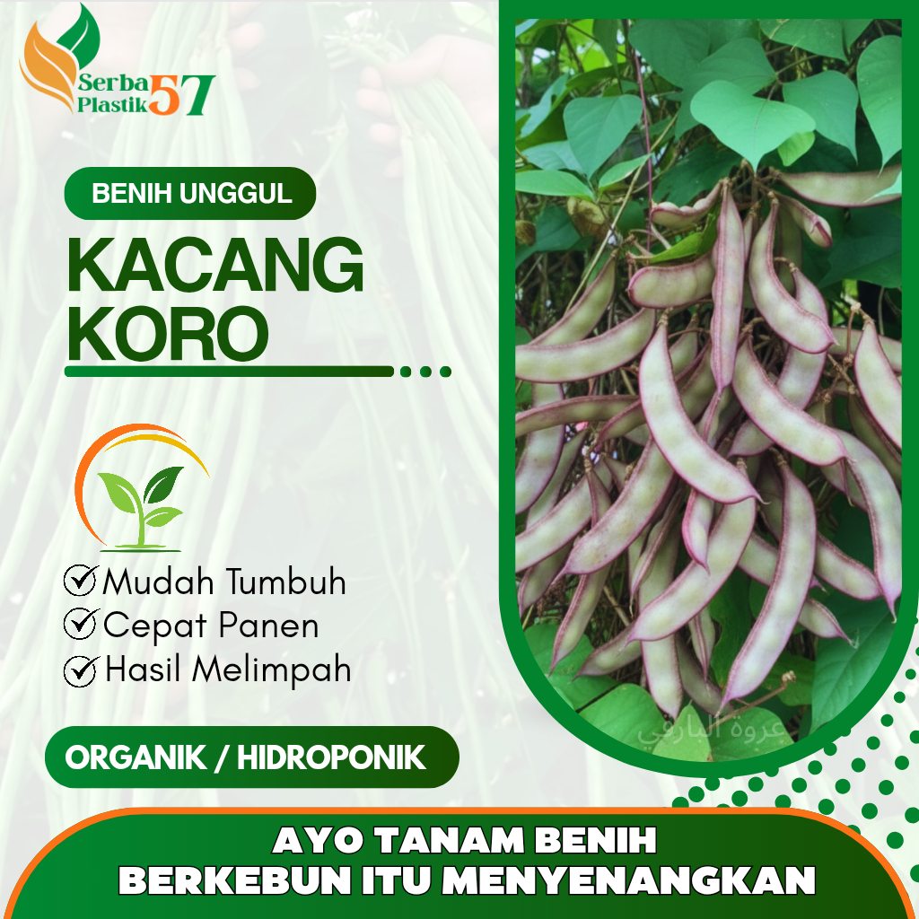 Biji kacang koro sayuran / benih koro sayur / bibit koro unggul siap tanam