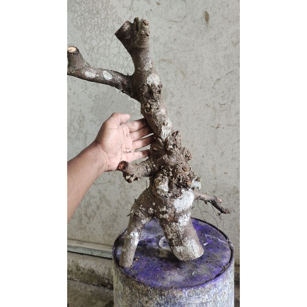 bahan bonsai ficus beringin Bunut pucuk merah realpic sesuai gambar