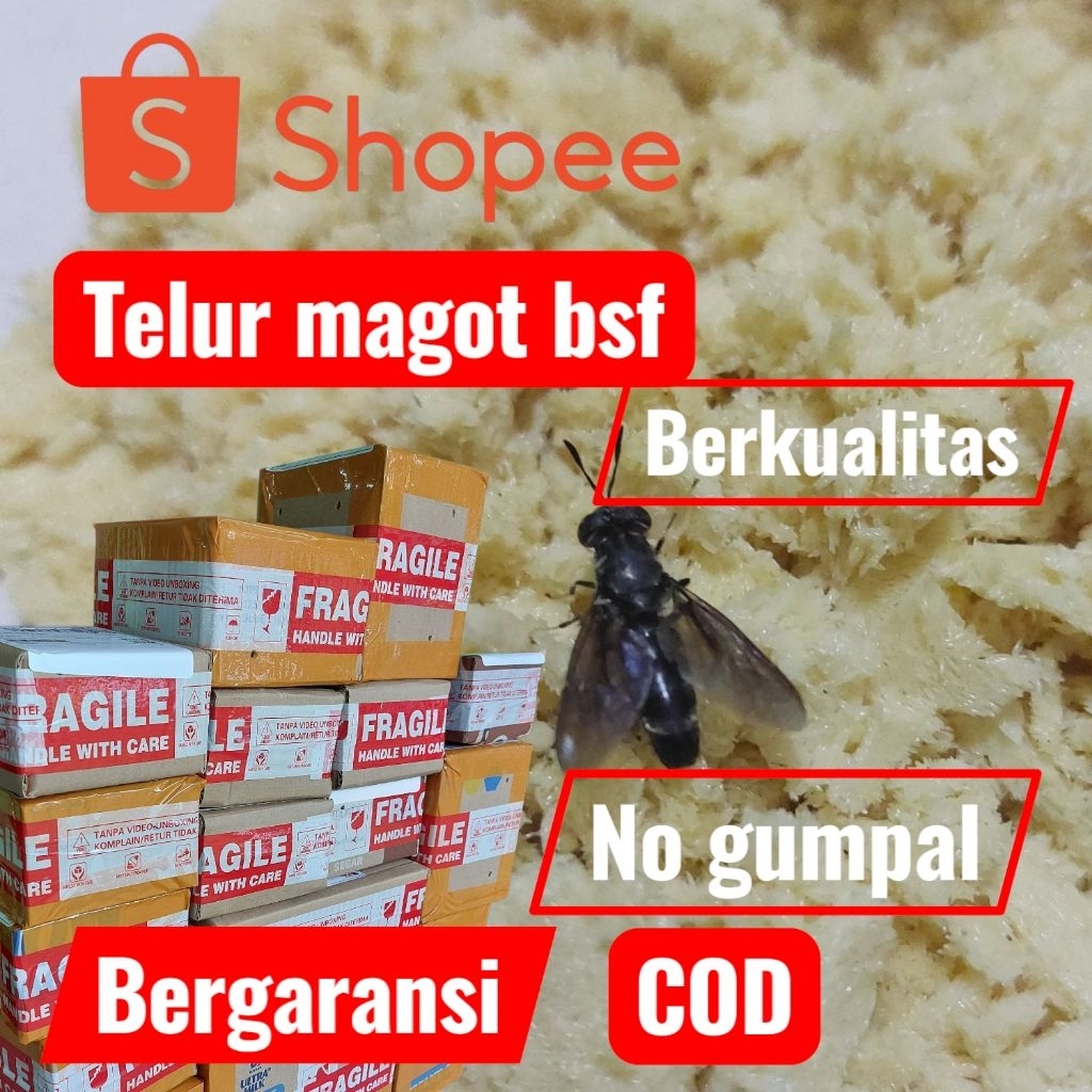 TELUR MAGOT BSF TELUR LALAT BSF PER ½gr