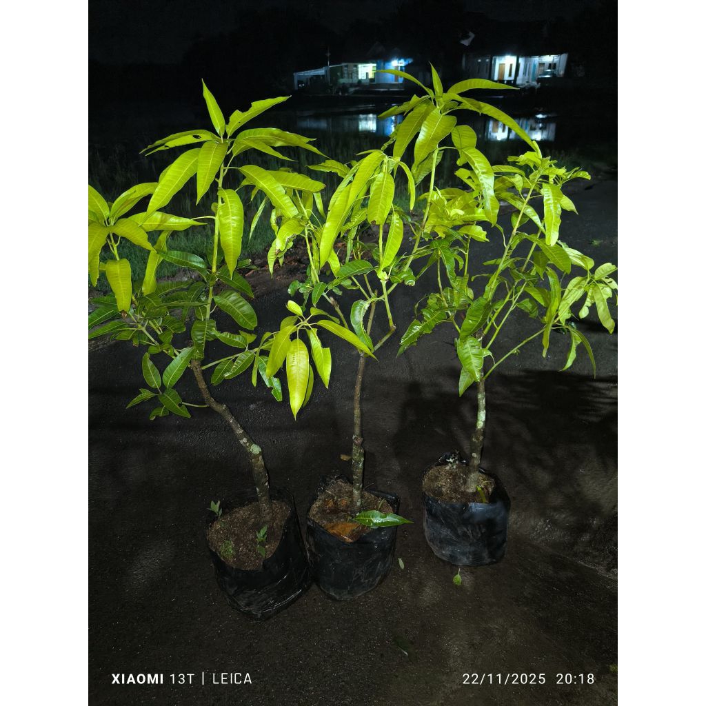 bonsai mangga manalagi Situbondo69