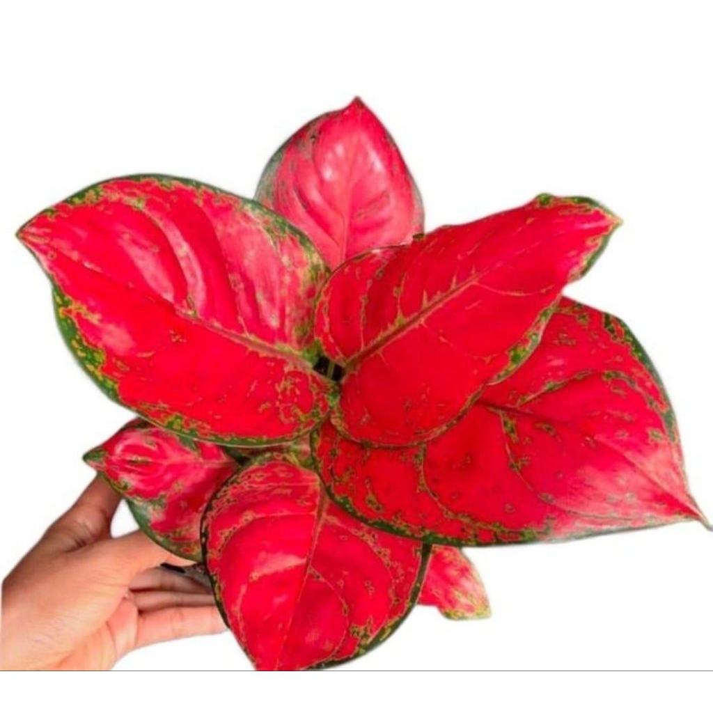 bunga aglonema suksom dan jenis lainya