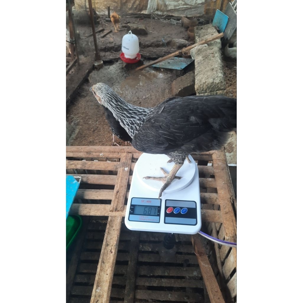 Ayam kuntara 4 usia 2 bulan isi 5